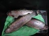 DSCN9365.jpg