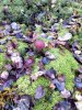IMG_20160924_090856.jpg