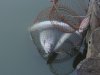 DSCN9908.jpg