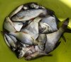 Fishing - 2.jpg