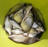 Fishing - 3.jpg