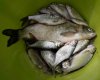 Fishing - 4.jpg