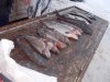 DSCN3389.JPG