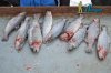 DSC_0077.jpg