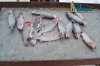 DSC_0094.jpg