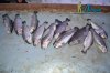DSC_0073.jpg