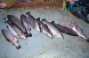 DSC_0076.jpg
