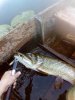 IMG_20160702_192744.jpg