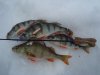 DSC06795.JPG