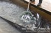 www.rusfishing.ru Рыбалка с Русфишинг Чемпионат по Ловле Форели 4-й тур 2017 - 1313.jpg