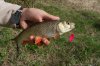 SAM_0802+.jpg