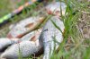 KSV_7716-800x530.JPG
