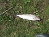 Resize of IMG_6782.JPG