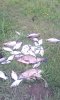 IMG_20170527_072205.jpg