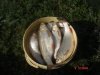 DSC05339.jpg