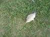 DSC05006.jpg