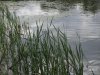 IMG_0806.jpg