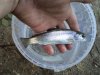DSC05010.jpg