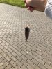 хрюхрюp Image 2017-07-11 at 09.02.49.jpg