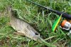 DSC07132 1.jpg