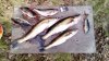 IMG_20170610_095046.jpg