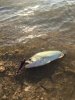 IMG-20170926-WA0009.jpg