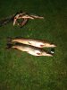 IMG_20170928_190601-600x800.jpg