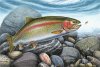 rainbow-trout-stream-jon-q-wright.jpg