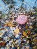 IMG_20171014_082824.jpg
