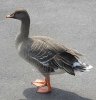 579px-Bean_goose_600pix.jpg