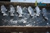 DSC_0022.jpg