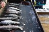 DSC_0082.jpg