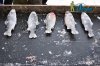 DSC_0111.jpg