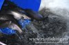 www.rusfishing.ru Рыбалка с Русфишинг Чемпионат 3-тур ЛОВЛЯ ФОРЕЛИ 2018 - 115.jpg
