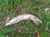 DSC_0132.jpg