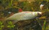 DSCN3974.jpg