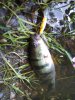 IMG-20180717-WA0056.jpg