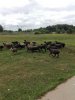 IMG_20180721_122243.jpg