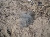IMG_0446.jpeg