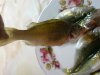 DSC01435.jpg