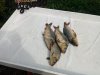 IMG_20180815_145628.jpg