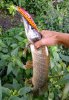 IMG-20180817-WA0061.jpg
