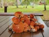 20180924_124022222222222226.jpg