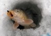 Karp_iz_lunki_2-e1429099954353[1].jpg
