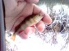 IMG0135A.jpg