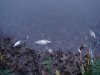 DSC00366.jpg