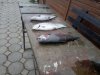 IMG-20181029-WA0006.jpg