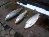 IMG-20181031-WA0026.jpg