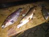 IMG-20181105-WA0036.jpg