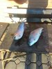 IMG-20181105-WA0024.jpg